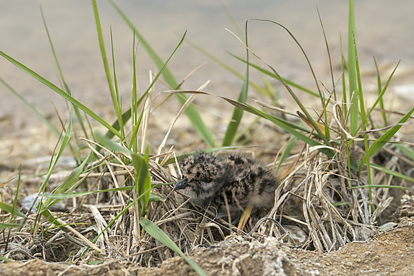 Kiebitz (Vanellus vanellus)