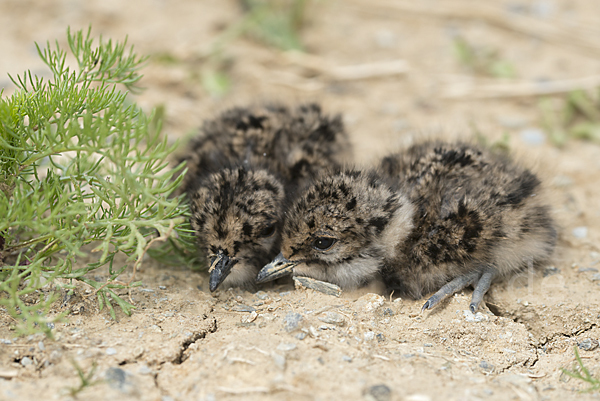 Kiebitz (Vanellus vanellus)