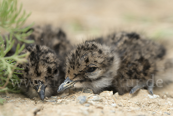 Kiebitz (Vanellus vanellus)