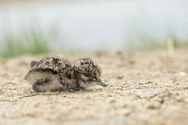 Kiebitz (Vanellus vanellus)