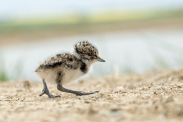 Kiebitz (Vanellus vanellus)