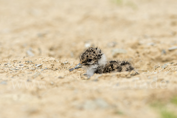 Kiebitz (Vanellus vanellus)