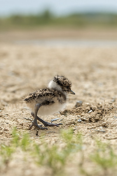 Kiebitz (Vanellus vanellus)