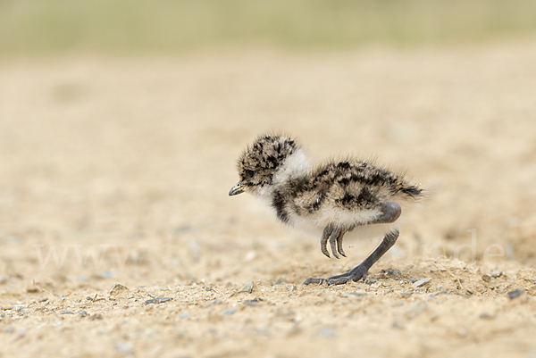 Kiebitz (Vanellus vanellus)