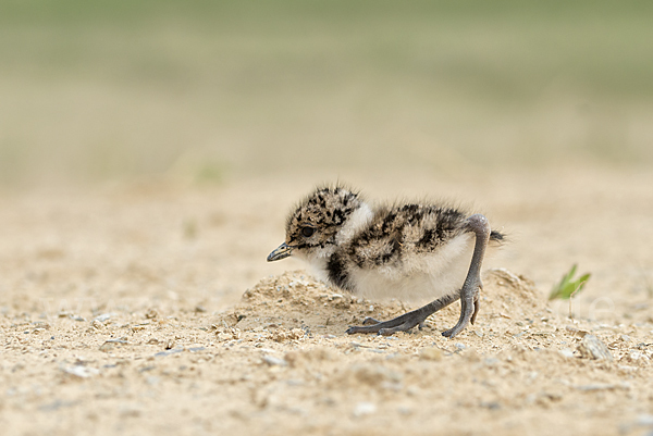 Kiebitz (Vanellus vanellus)