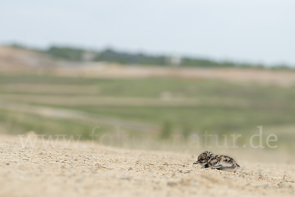 Kiebitz (Vanellus vanellus)