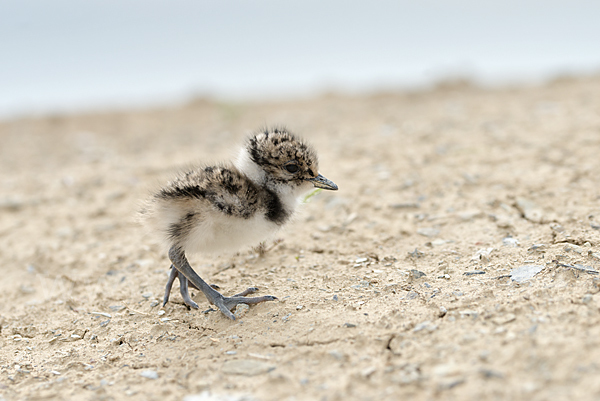 Kiebitz (Vanellus vanellus)