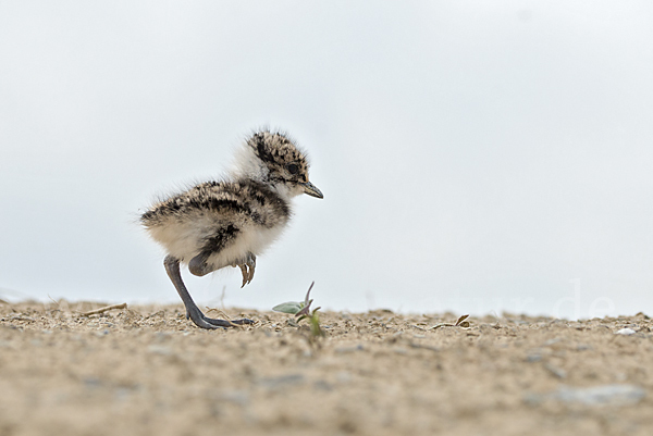 Kiebitz (Vanellus vanellus)