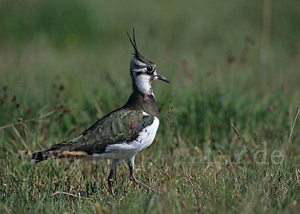 Kiebitz (Vanellus vanellus)