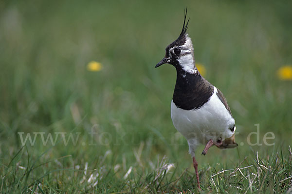 Kiebitz (Vanellus vanellus)