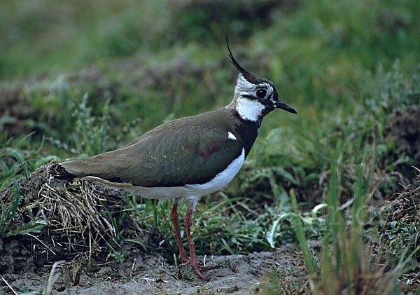 Kiebitz (Vanellus vanellus)