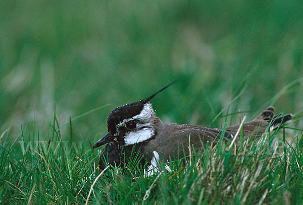 Kiebitz (Vanellus vanellus)