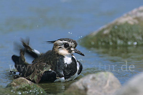 Kiebitz (Vanellus vanellus)