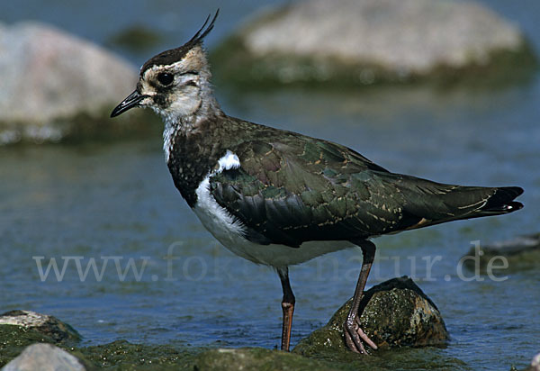 Kiebitz (Vanellus vanellus)