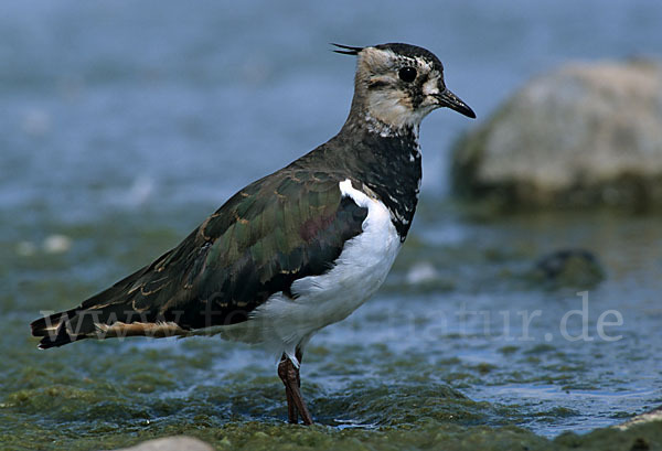 Kiebitz (Vanellus vanellus)