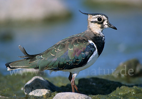 Kiebitz (Vanellus vanellus)