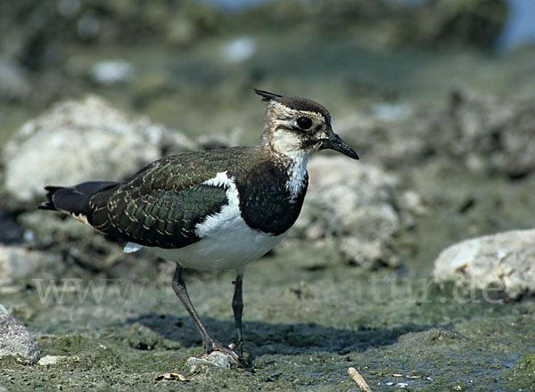 Kiebitz (Vanellus vanellus)