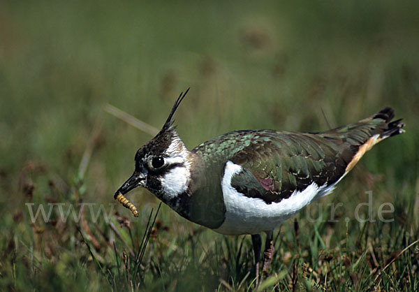 Kiebitz (Vanellus vanellus)