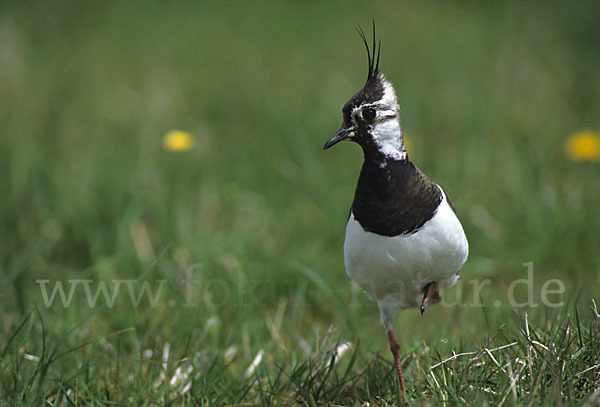 Kiebitz (Vanellus vanellus)