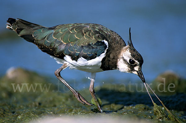 Kiebitz (Vanellus vanellus)