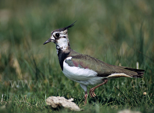 Kiebitz (Vanellus vanellus)