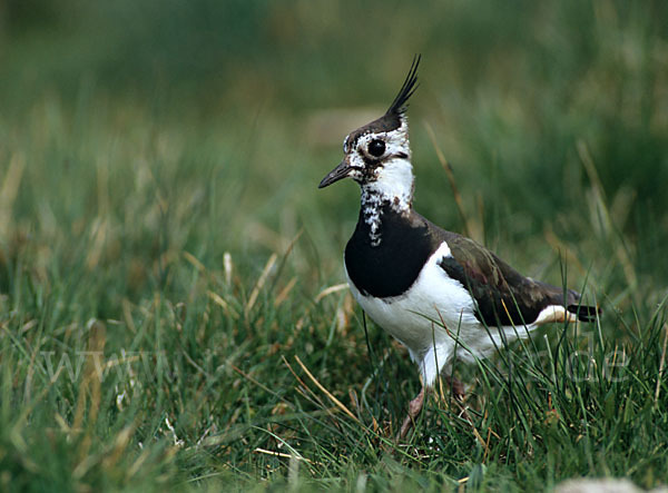 Kiebitz (Vanellus vanellus)