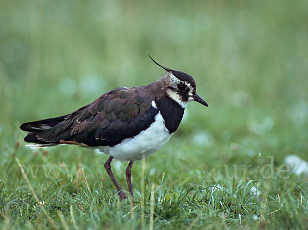 Kiebitz (Vanellus vanellus)