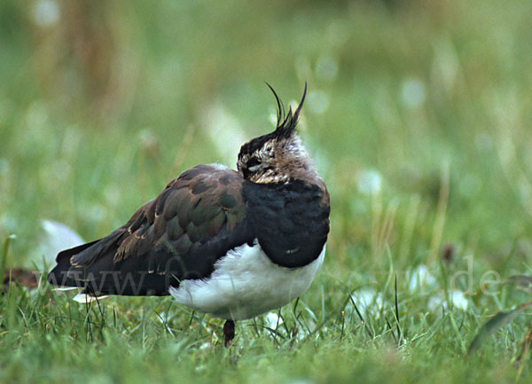 Kiebitz (Vanellus vanellus)