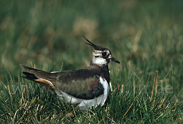 Kiebitz (Vanellus vanellus)