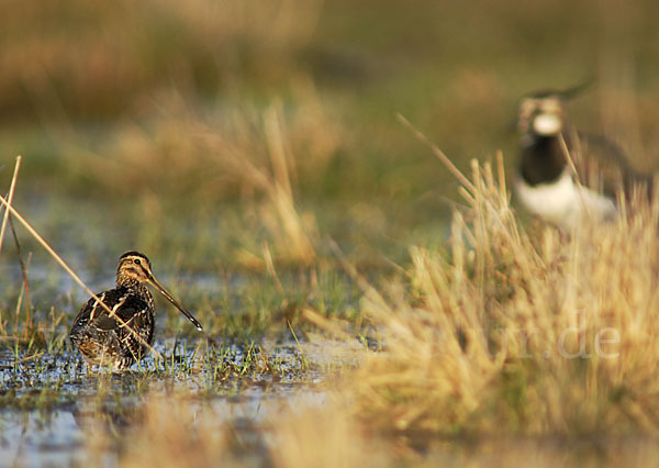 Kiebitz (Vanellus vanellus)