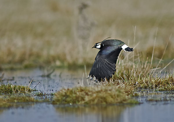 Kiebitz (Vanellus vanellus)