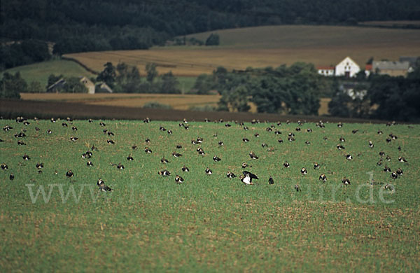 Kiebitz (Vanellus vanellus)