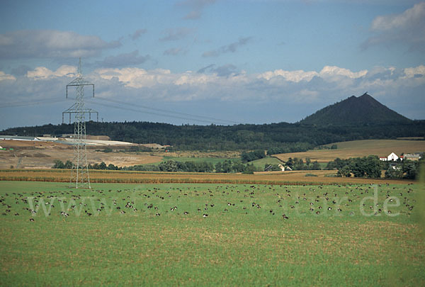 Kiebitz (Vanellus vanellus)