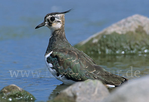 Kiebitz (Vanellus vanellus)