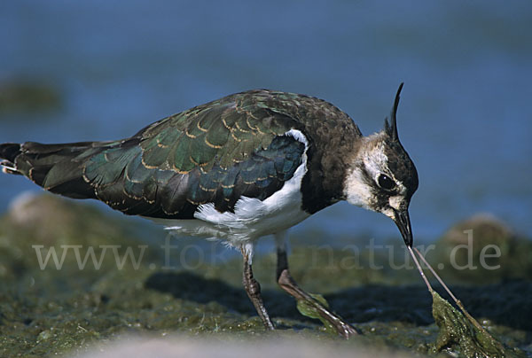 Kiebitz (Vanellus vanellus)