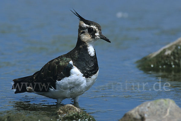 Kiebitz (Vanellus vanellus)