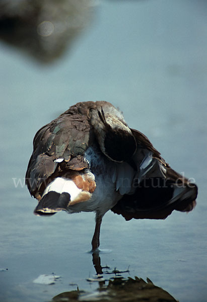 Kiebitz (Vanellus vanellus)