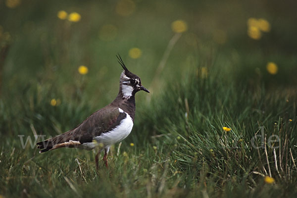 Kiebitz (Vanellus vanellus)