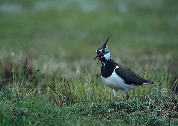 Kiebitz (Vanellus vanellus)