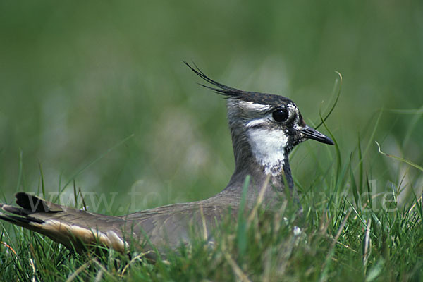 Kiebitz (Vanellus vanellus)