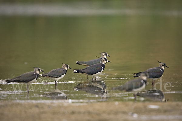 Kiebitz (Vanellus vanellus)