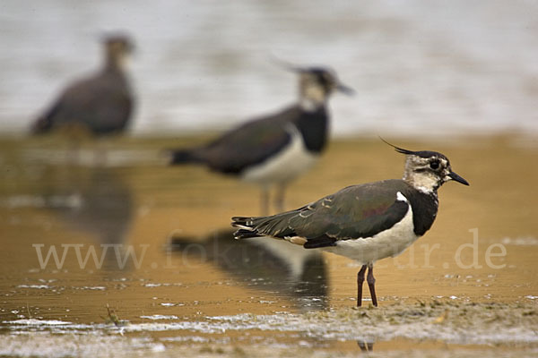 Kiebitz (Vanellus vanellus)