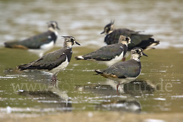 Kiebitz (Vanellus vanellus)