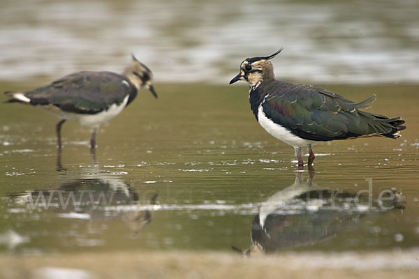 Kiebitz (Vanellus vanellus)