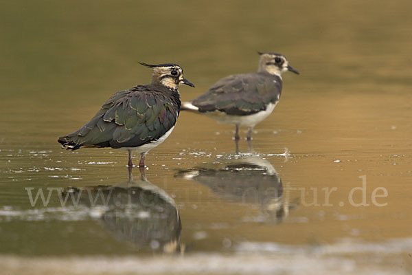 Kiebitz (Vanellus vanellus)