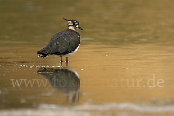 Kiebitz (Vanellus vanellus)