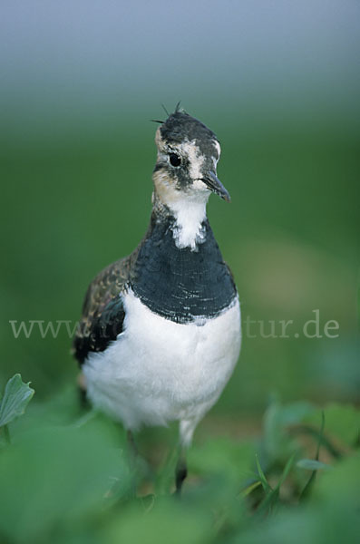 Kiebitz (Vanellus vanellus)