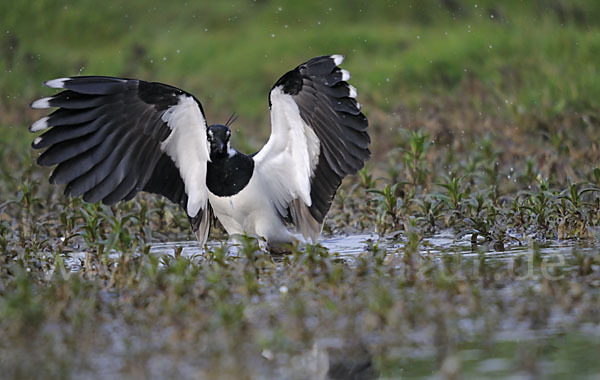 Kiebitz (Vanellus vanellus)