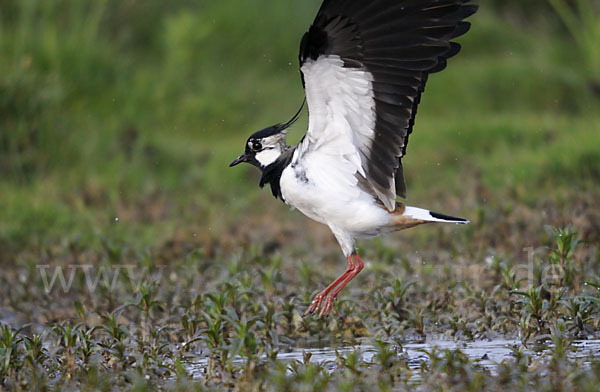 Kiebitz (Vanellus vanellus)