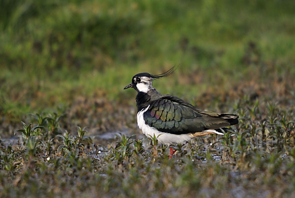 Kiebitz (Vanellus vanellus)